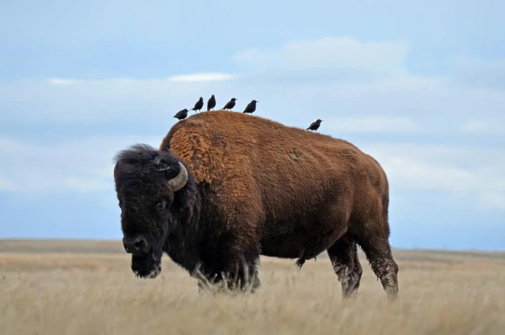 Bison walking with starlings